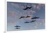 Great Frigate birds (Fregata minor ridgwayi), South Plaza Island, Galapagos islands, Ecuador.-Sergio Pitamitz-Framed Photographic Print