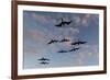 Great Frigate birds (Fregata minor ridgwayi), South Plaza Island, Galapagos islands, Ecuador.-Sergio Pitamitz-Framed Photographic Print