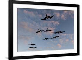 Great Frigate birds (Fregata minor ridgwayi), South Plaza Island, Galapagos islands, Ecuador.-Sergio Pitamitz-Framed Photographic Print