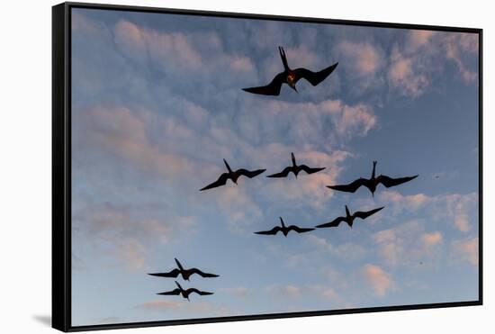 Great Frigate birds (Fregata minor ridgwayi), South Plaza Island, Galapagos islands, Ecuador.-Sergio Pitamitz-Framed Stretched Canvas