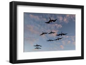 Great Frigate birds (Fregata minor ridgwayi), South Plaza Island, Galapagos islands, Ecuador.-Sergio Pitamitz-Framed Photographic Print