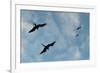 Great Frigate birds (Fregata minor ridgwayi), South Plaza Island, Galapagos islands, Ecuador.-Sergio Pitamitz-Framed Photographic Print