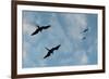 Great Frigate birds (Fregata minor ridgwayi), South Plaza Island, Galapagos islands, Ecuador.-Sergio Pitamitz-Framed Photographic Print