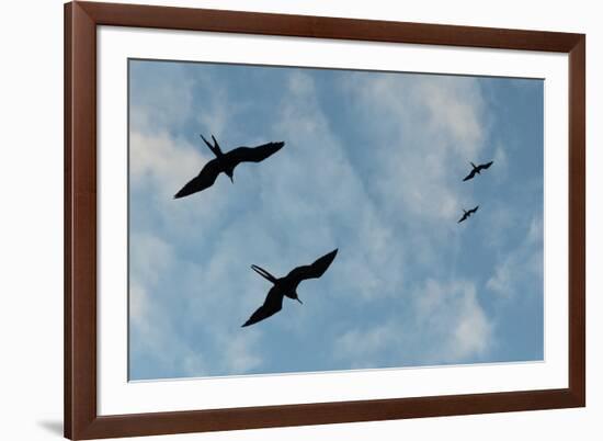 Great Frigate birds (Fregata minor ridgwayi), South Plaza Island, Galapagos islands, Ecuador.-Sergio Pitamitz-Framed Photographic Print