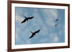 Great Frigate birds (Fregata minor ridgwayi), South Plaza Island, Galapagos islands, Ecuador.-Sergio Pitamitz-Framed Photographic Print