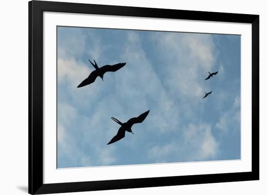 Great Frigate birds (Fregata minor ridgwayi), South Plaza Island, Galapagos islands, Ecuador.-Sergio Pitamitz-Framed Photographic Print