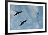 Great Frigate birds (Fregata minor ridgwayi), South Plaza Island, Galapagos islands, Ecuador.-Sergio Pitamitz-Framed Photographic Print