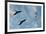 Great Frigate birds (Fregata minor ridgwayi), South Plaza Island, Galapagos islands, Ecuador.-Sergio Pitamitz-Framed Photographic Print