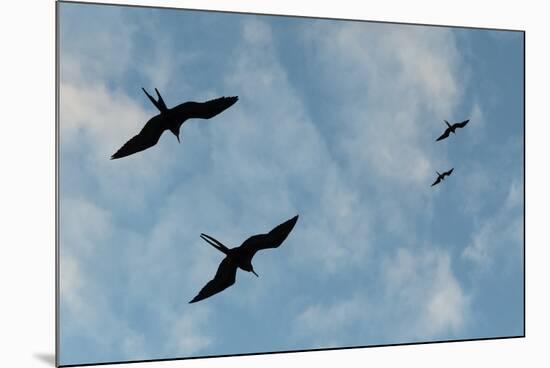 Great Frigate birds (Fregata minor ridgwayi), South Plaza Island, Galapagos islands, Ecuador.-Sergio Pitamitz-Mounted Photographic Print