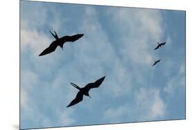 Great Frigate birds (Fregata minor ridgwayi), South Plaza Island, Galapagos islands, Ecuador.-Sergio Pitamitz-Mounted Photographic Print