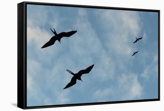 Great Frigate birds (Fregata minor ridgwayi), South Plaza Island, Galapagos islands, Ecuador.-Sergio Pitamitz-Framed Stretched Canvas