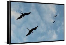 Great Frigate birds (Fregata minor ridgwayi), South Plaza Island, Galapagos islands, Ecuador.-Sergio Pitamitz-Framed Stretched Canvas