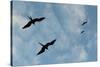 Great Frigate birds (Fregata minor ridgwayi), South Plaza Island, Galapagos islands, Ecuador.-Sergio Pitamitz-Stretched Canvas