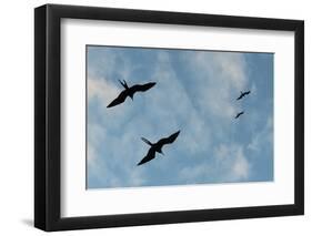 Great Frigate birds (Fregata minor ridgwayi), South Plaza Island, Galapagos islands, Ecuador.-Sergio Pitamitz-Framed Photographic Print