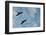 Great Frigate birds (Fregata minor ridgwayi), South Plaza Island, Galapagos islands, Ecuador.-Sergio Pitamitz-Framed Photographic Print