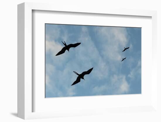 Great Frigate birds (Fregata minor ridgwayi), South Plaza Island, Galapagos islands, Ecuador.-Sergio Pitamitz-Framed Photographic Print