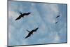 Great Frigate birds (Fregata minor ridgwayi), South Plaza Island, Galapagos islands, Ecuador.-Sergio Pitamitz-Mounted Photographic Print
