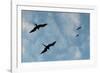 Great Frigate birds (Fregata minor ridgwayi), South Plaza Island, Galapagos islands, Ecuador.-Sergio Pitamitz-Framed Photographic Print