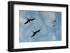 Great Frigate birds (Fregata minor ridgwayi), South Plaza Island, Galapagos islands, Ecuador.-Sergio Pitamitz-Framed Premium Photographic Print