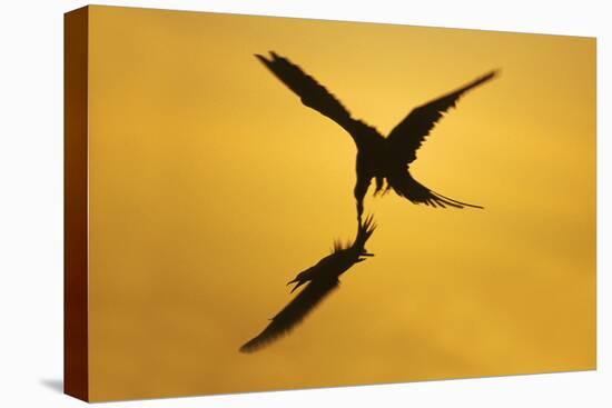 Great Frigatebird Catching Red-Footed Booby-null-Stretched Canvas