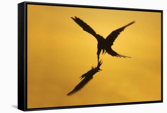 Great Frigatebird Catching Red-Footed Booby-null-Framed Stretched Canvas