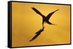 Great Frigatebird Catching Red-Footed Booby-null-Framed Stretched Canvas