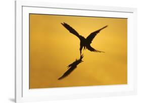 Great Frigatebird Catching Red-Footed Booby-null-Framed Photographic Print