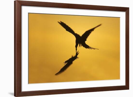 Great Frigatebird Catching Red-Footed Booby-null-Framed Photographic Print