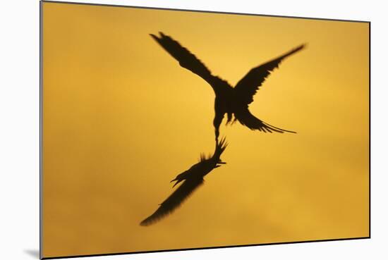 Great Frigatebird Catching Red-Footed Booby-null-Mounted Photographic Print