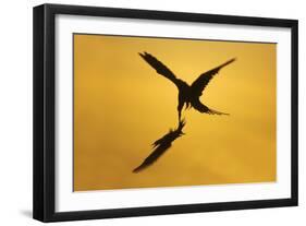 Great Frigatebird Catching Red-Footed Booby-null-Framed Photographic Print