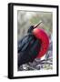 Great Frigatebird Displaying with Inflated Pouch, Galapagos Islands-Ellen Goff-Framed Photographic Print