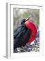 Great Frigatebird Displaying with Inflated Pouch, Galapagos Islands-Ellen Goff-Framed Photographic Print