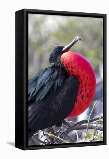 Great Frigatebird Displaying with Inflated Pouch, Galapagos Islands-Ellen Goff-Framed Stretched Canvas