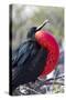 Great Frigatebird Displaying with Inflated Pouch, Galapagos Islands-Ellen Goff-Stretched Canvas