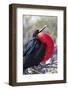 Great Frigatebird Displaying with Inflated Pouch, Galapagos Islands-Ellen Goff-Framed Photographic Print