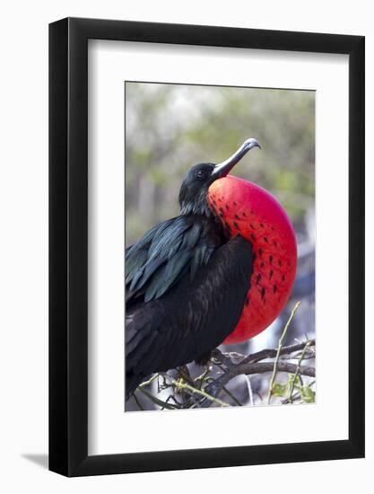 Great Frigatebird Displaying with Inflated Pouch, Galapagos Islands-Ellen Goff-Framed Photographic Print