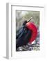 Great Frigatebird Displaying with Inflated Pouch, Galapagos Islands-Ellen Goff-Framed Photographic Print