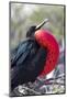 Great Frigatebird Displaying with Inflated Pouch, Galapagos Islands-Ellen Goff-Mounted Photographic Print