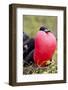 Great Frigatebird Displaying with Inflated Pouch, Galapagos Islands-Ellen Goff-Framed Photographic Print