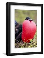 Great Frigatebird Displaying with Inflated Pouch, Galapagos Islands-Ellen Goff-Framed Photographic Print