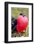 Great Frigatebird Displaying with Inflated Pouch, Galapagos Islands-Ellen Goff-Framed Photographic Print