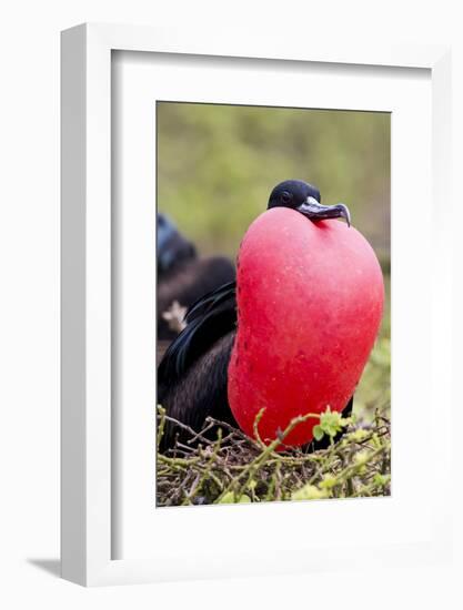 Great Frigatebird Displaying with Inflated Pouch, Galapagos Islands-Ellen Goff-Framed Photographic Print