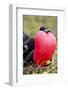 Great Frigatebird Displaying with Inflated Pouch, Galapagos Islands-Ellen Goff-Framed Photographic Print