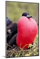 Great Frigatebird Displaying with Inflated Pouch, Galapagos Islands-Ellen Goff-Mounted Photographic Print