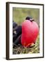 Great Frigatebird Displaying with Inflated Pouch, Galapagos Islands-Ellen Goff-Framed Photographic Print