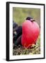 Great Frigatebird Displaying with Inflated Pouch, Galapagos Islands-Ellen Goff-Framed Photographic Print