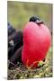 Great Frigatebird Displaying with Inflated Pouch, Galapagos Islands-Ellen Goff-Mounted Photographic Print