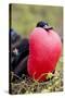 Great Frigatebird Displaying with Inflated Pouch, Galapagos Islands-Ellen Goff-Stretched Canvas