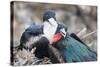 Great Frigatebird Male and Female Pair-DLILLC-Stretched Canvas