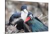 Great Frigatebird Male and Female Pair-DLILLC-Stretched Canvas